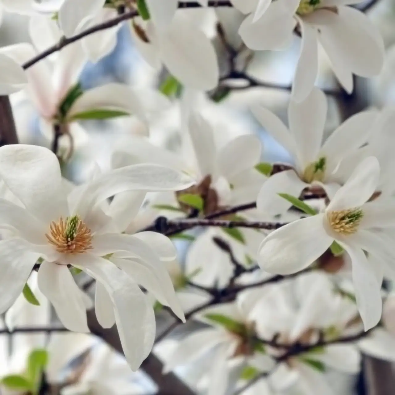 magnolia in warm humid climate
