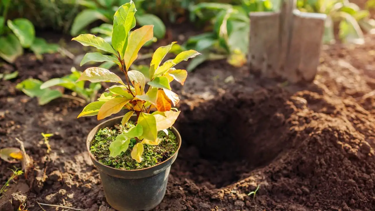 magnolia fertilizing process