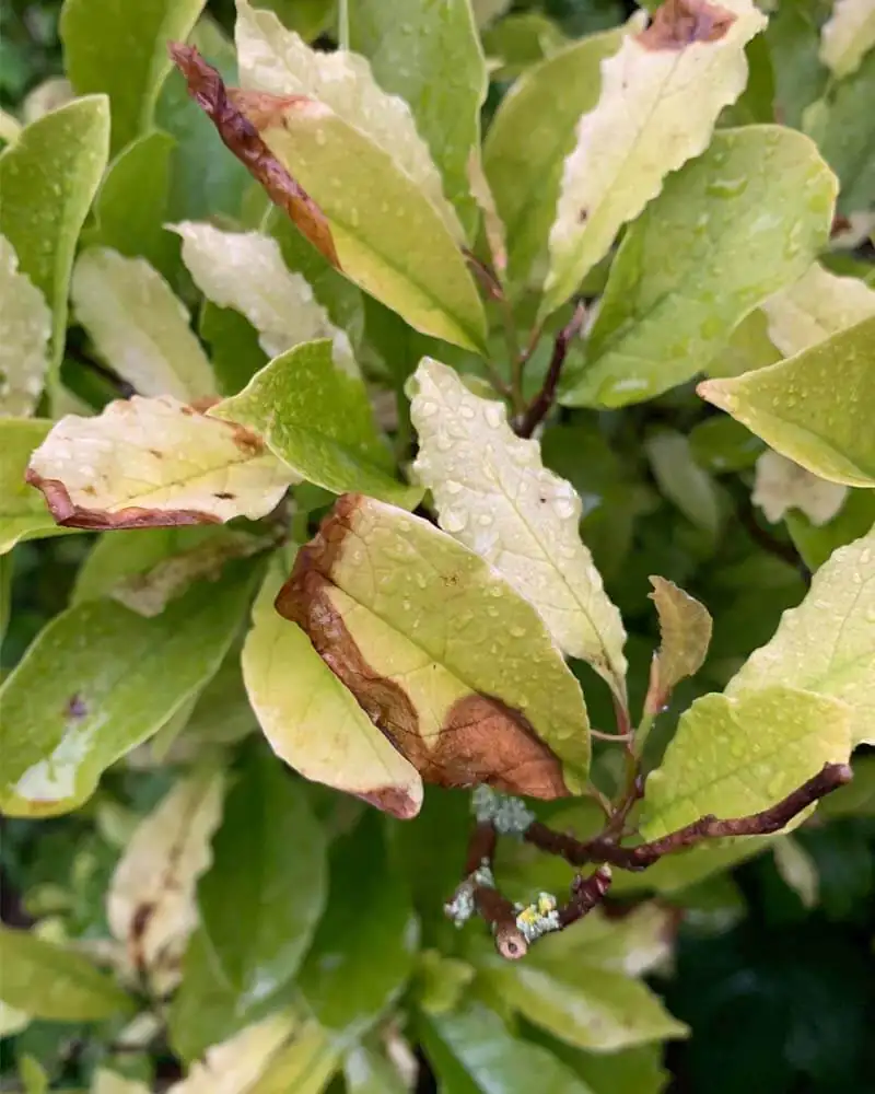 magnolia root rot symptoms