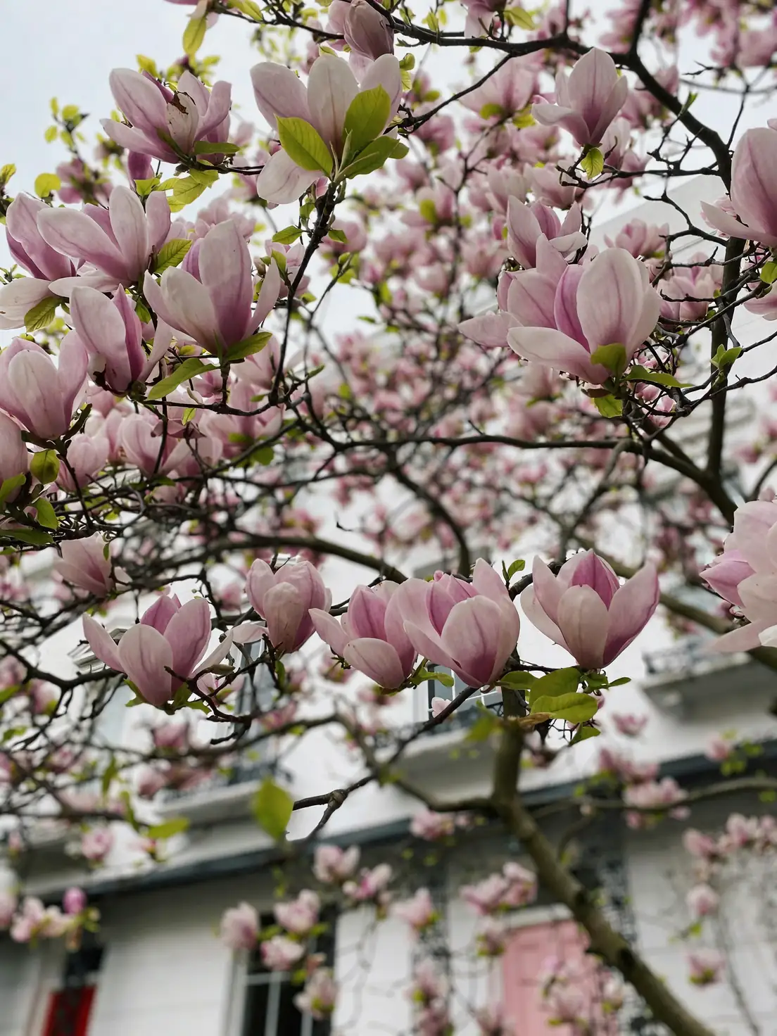 magnolia scale insects branches
