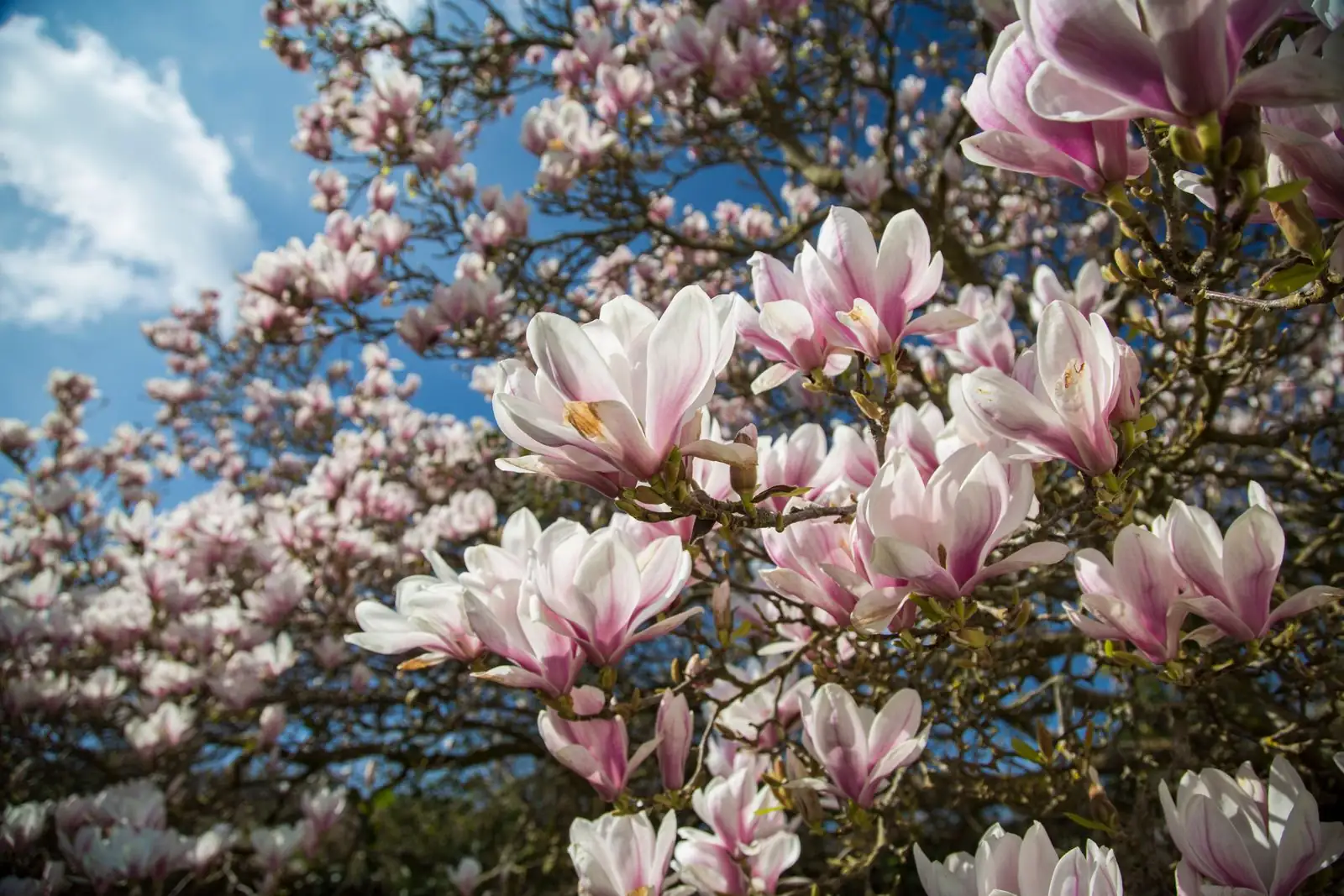 magnolia tree in spring bloom
