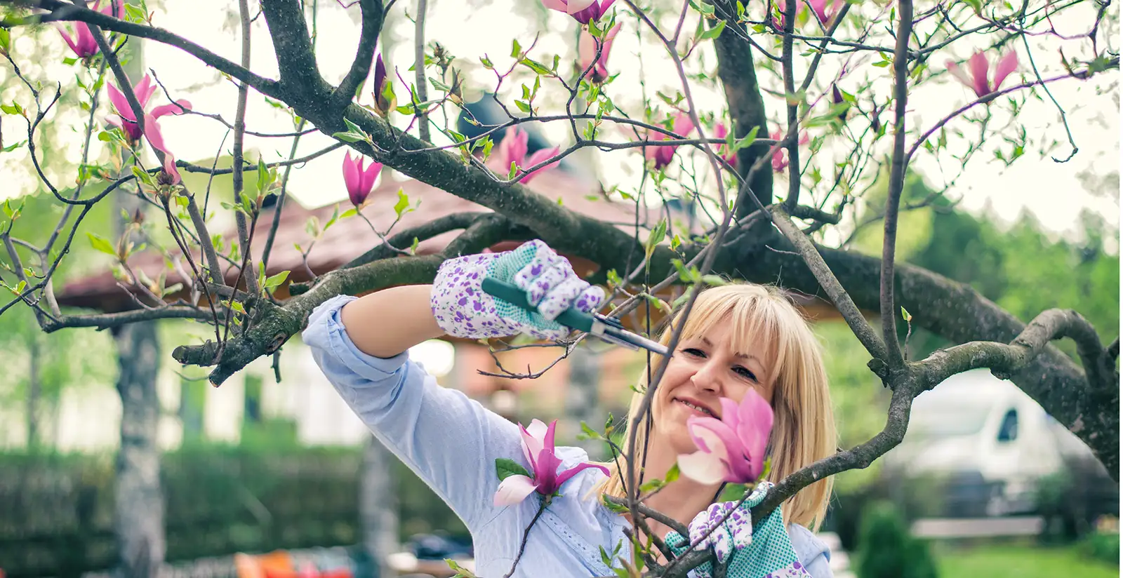 gardener pruning magnolia tree