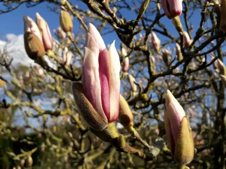 magnolia buds traditional medicine