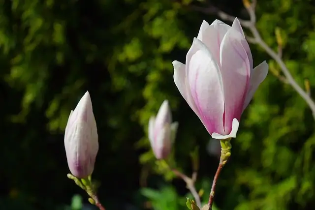 magnolia flower close-up