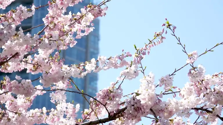 magnolia in urban park