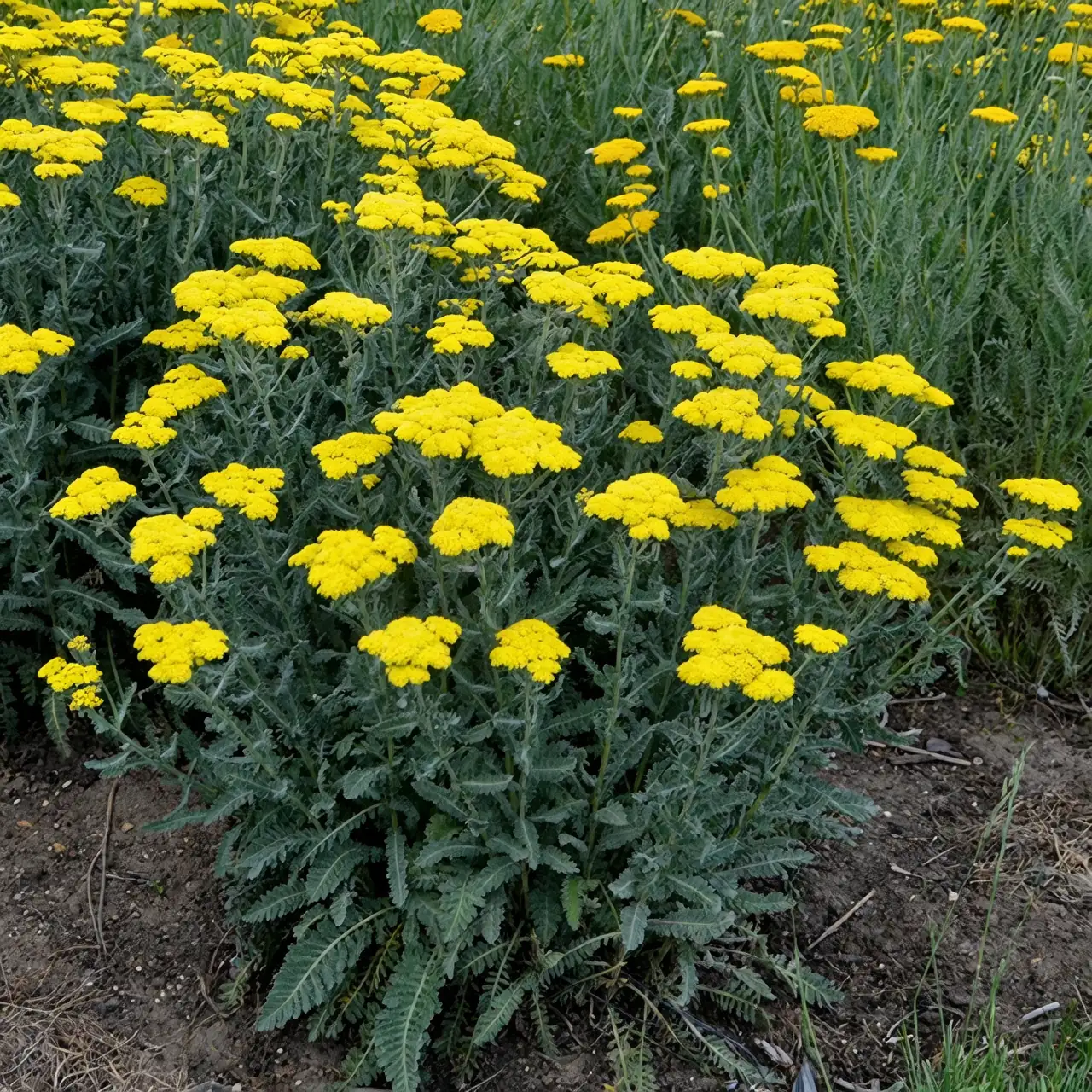 yarrow flowers in sunlight