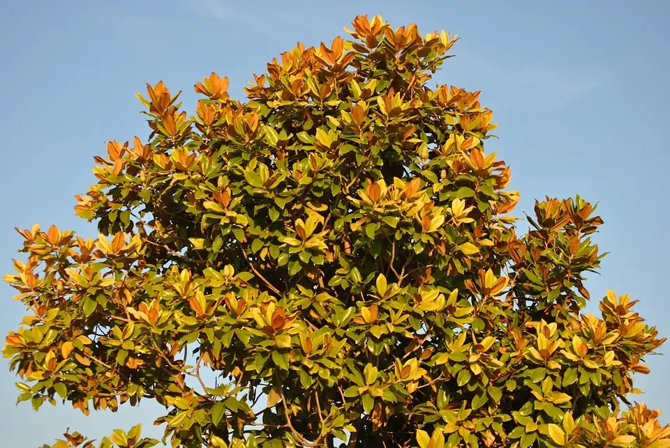 bare magnolia tree autumn