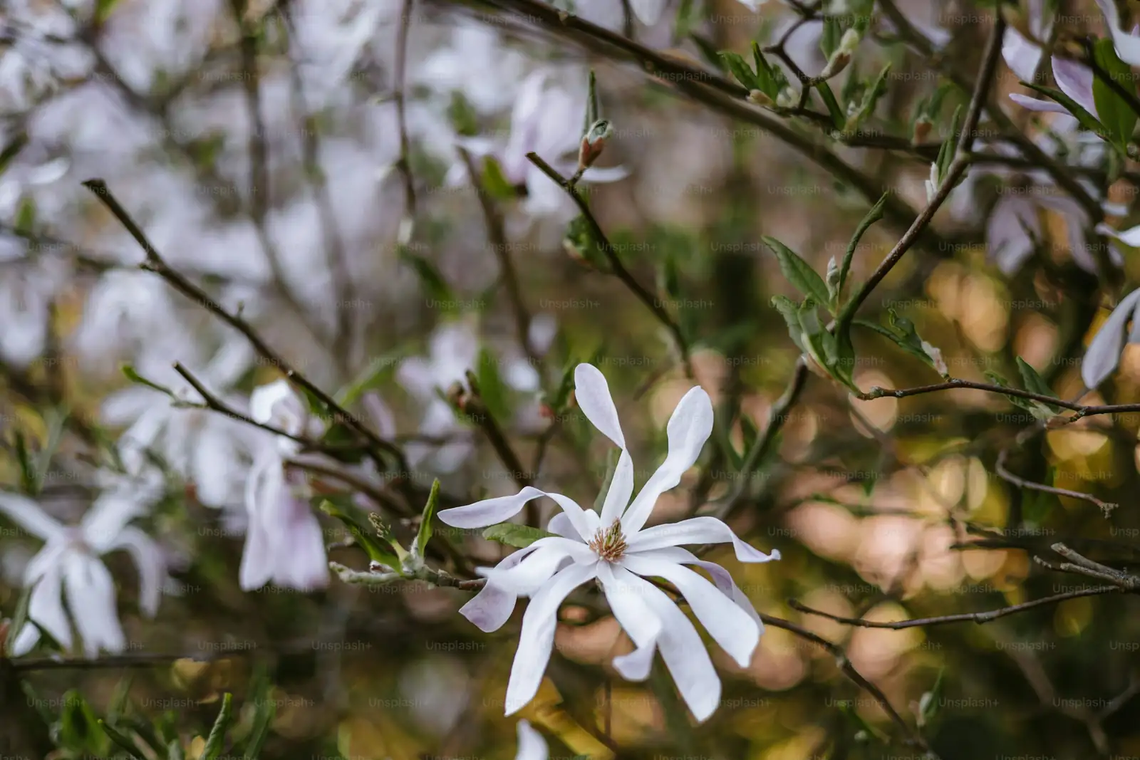 magnolia tree pruning care