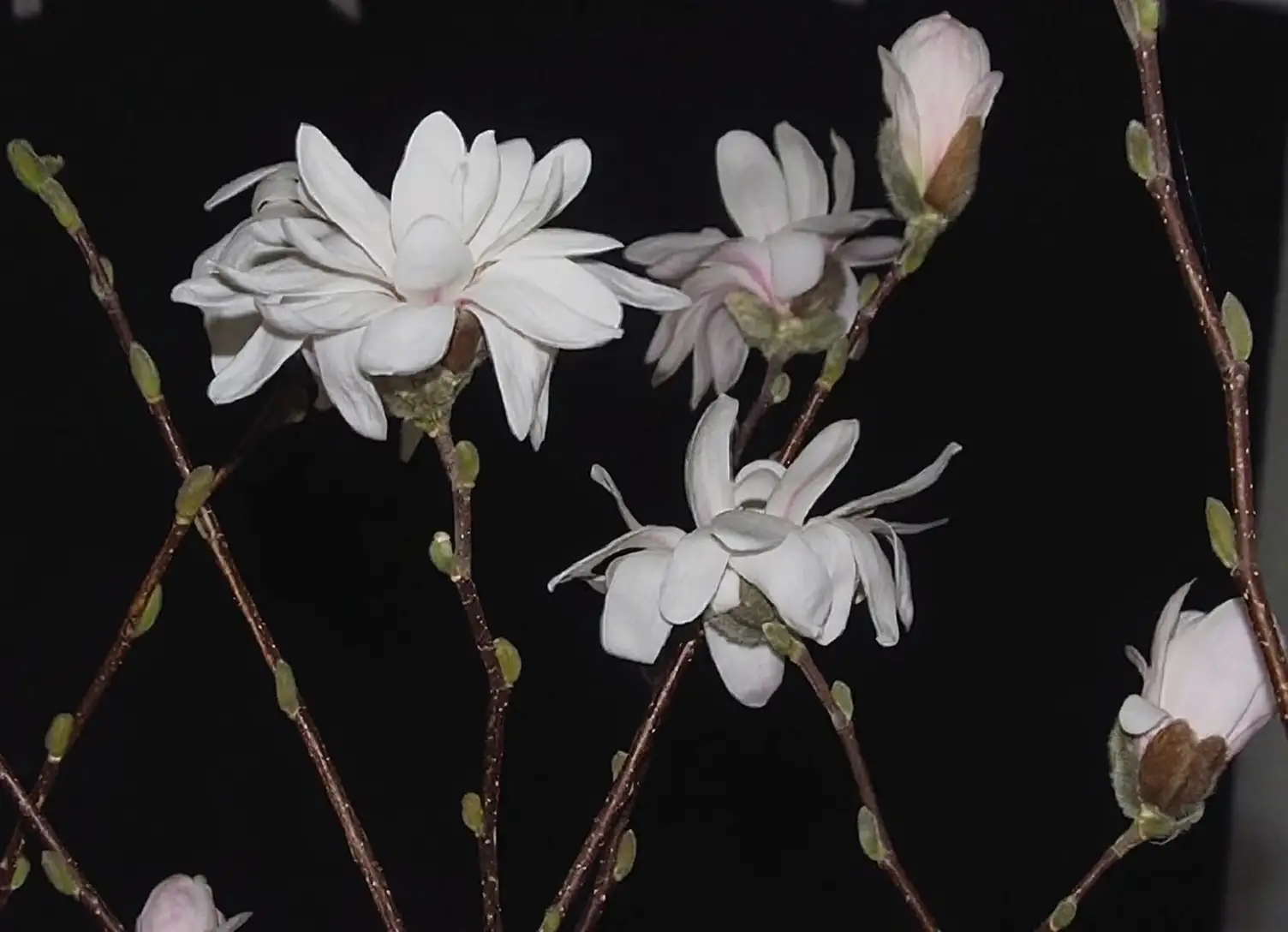 magnolia layering technique