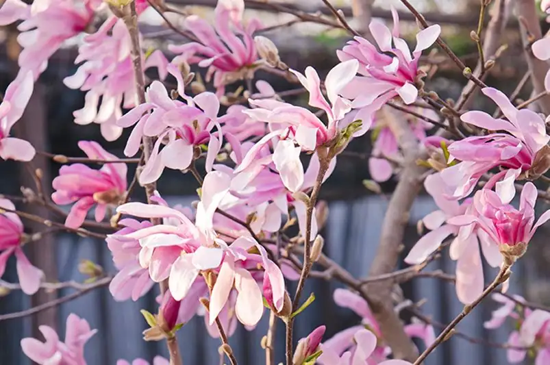 magnolia care tips sunlight soil