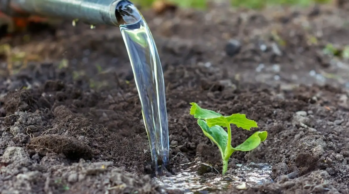 magnolia soil and watering