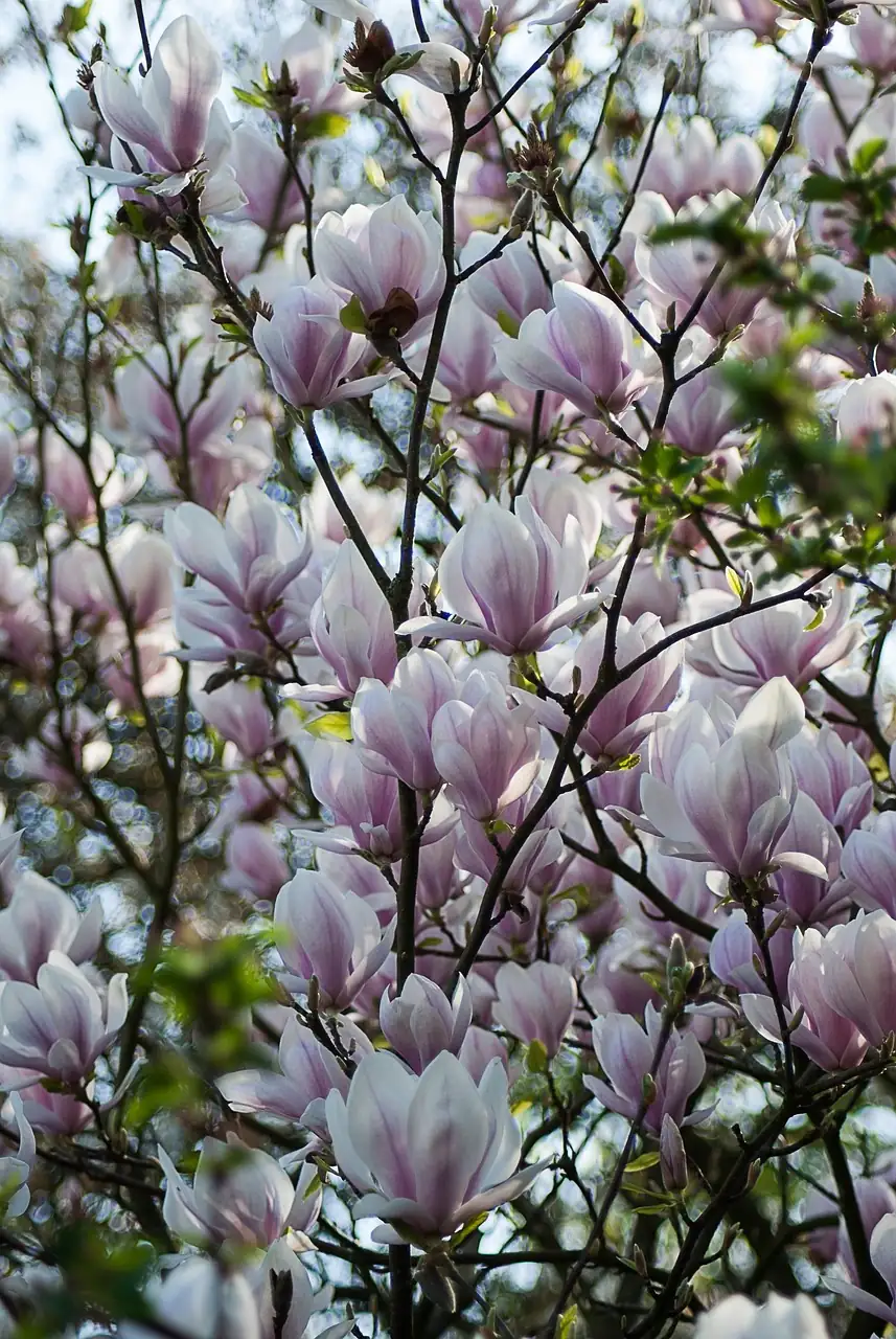 magnolia pruning and fertilizing
