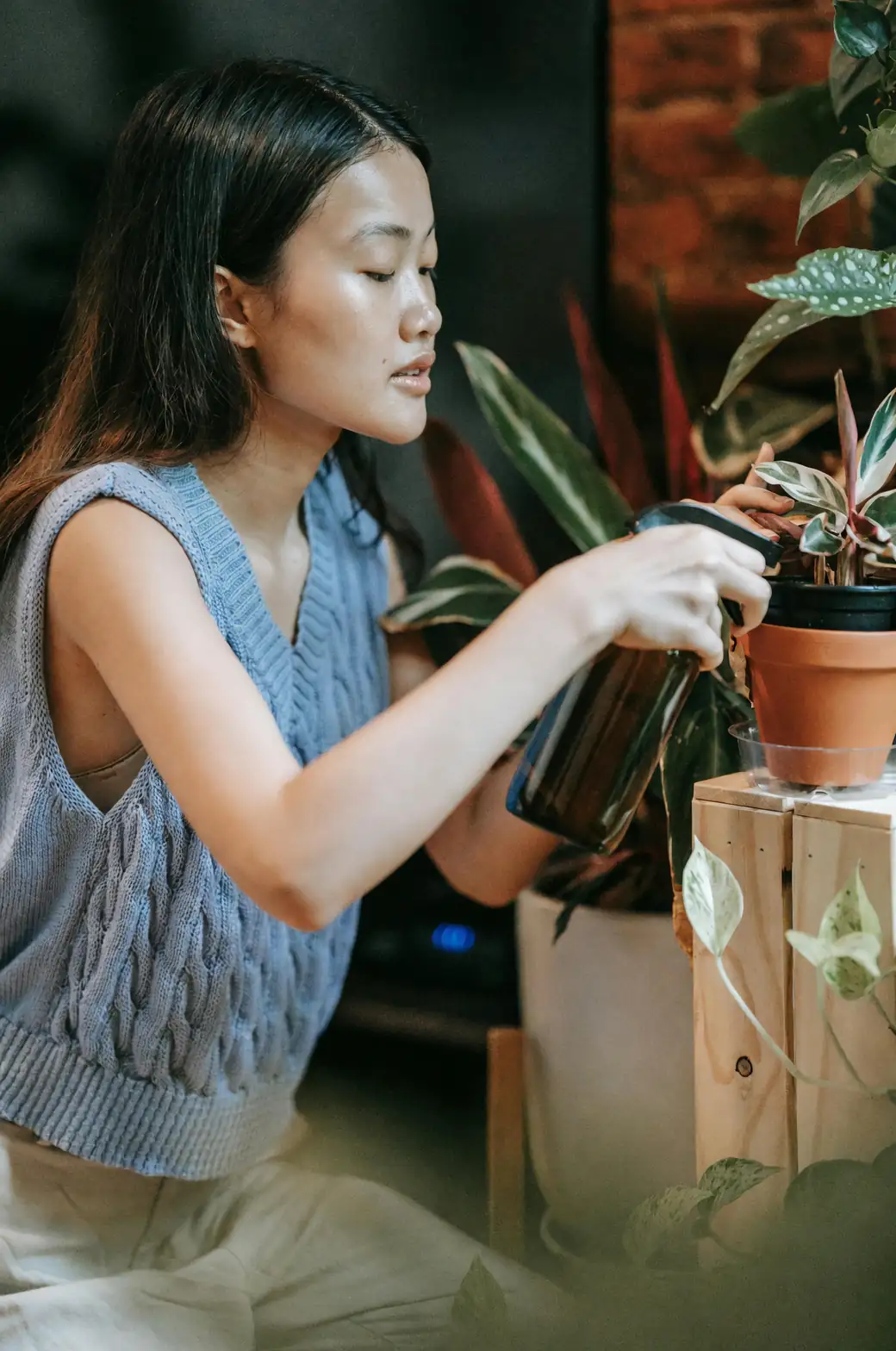 watering yarrow plant