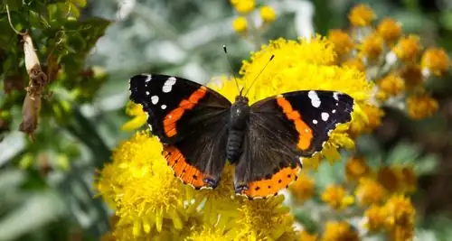 yarrow attracting butterflies