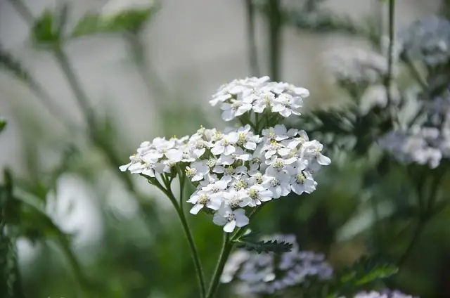 蓍草小病大防：从蚜虫到白粉病的解决方案