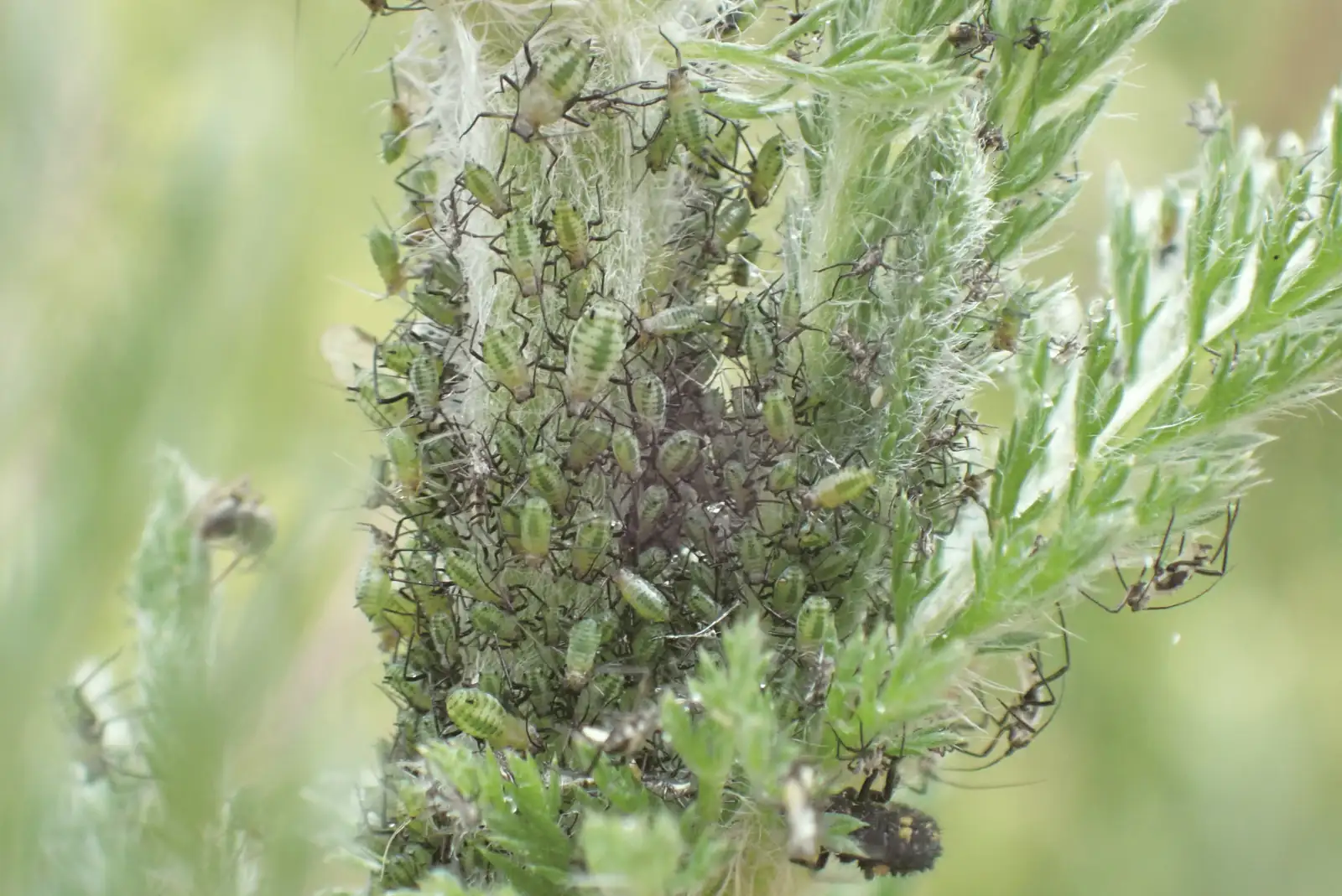 aphids on yarrow leaves