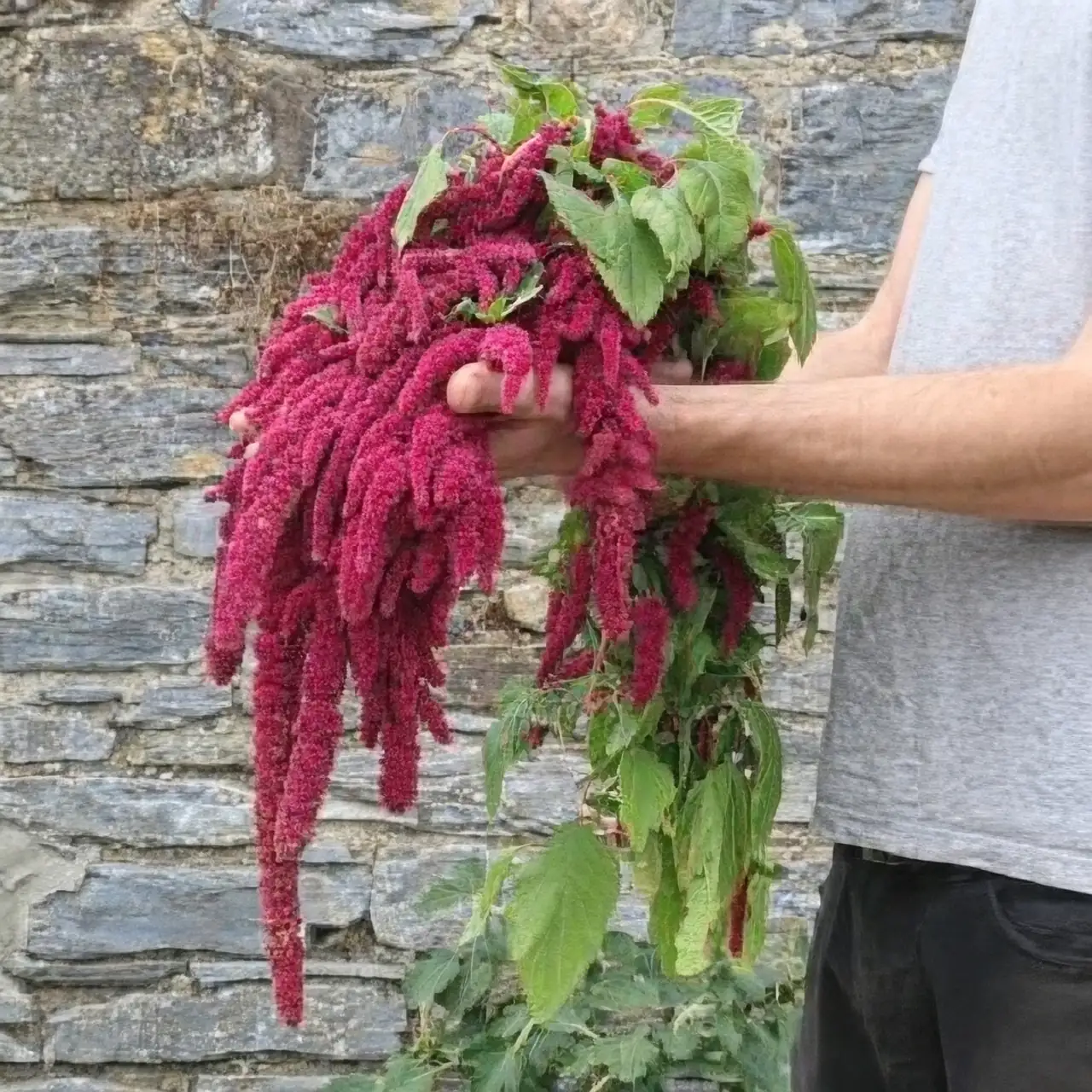 amaranth in ventilated space