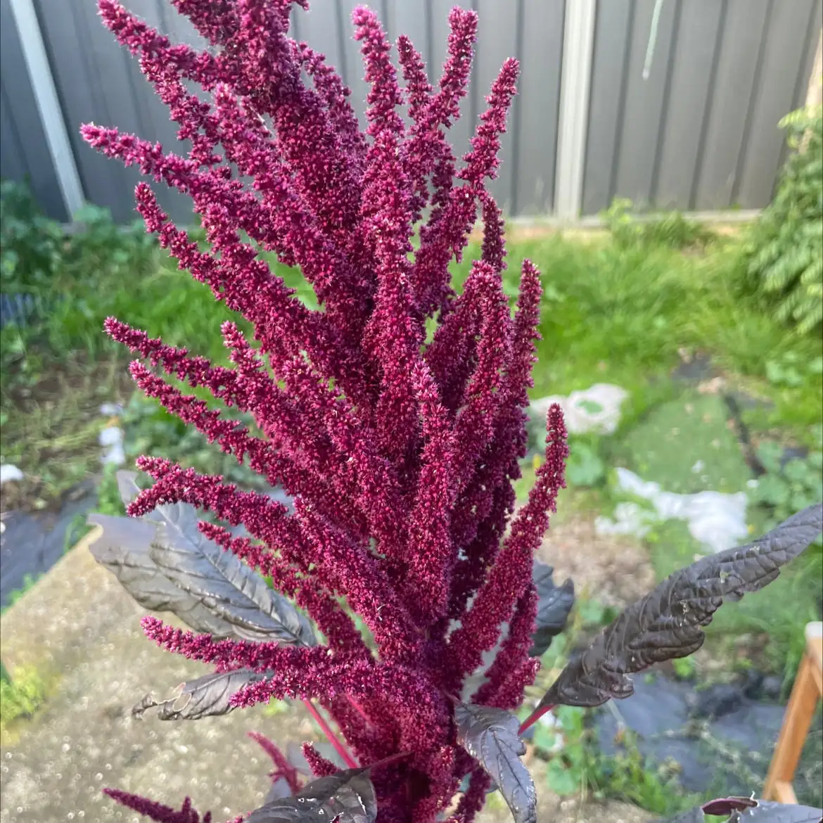 aphids on amaranth leaves