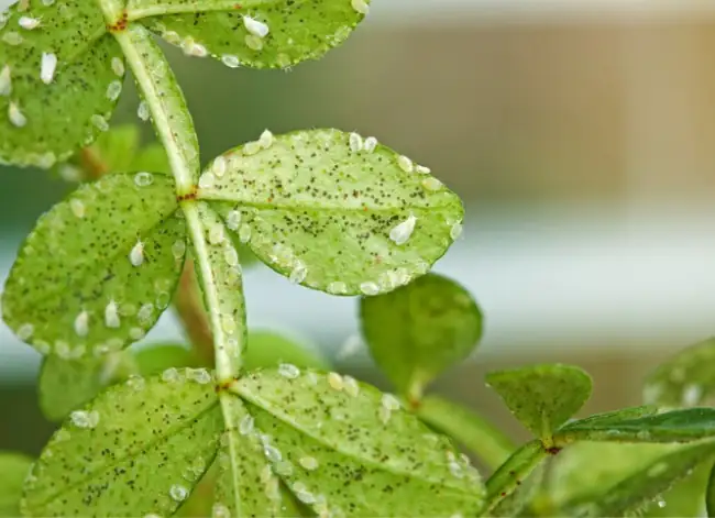 whiteflies on plant leaves