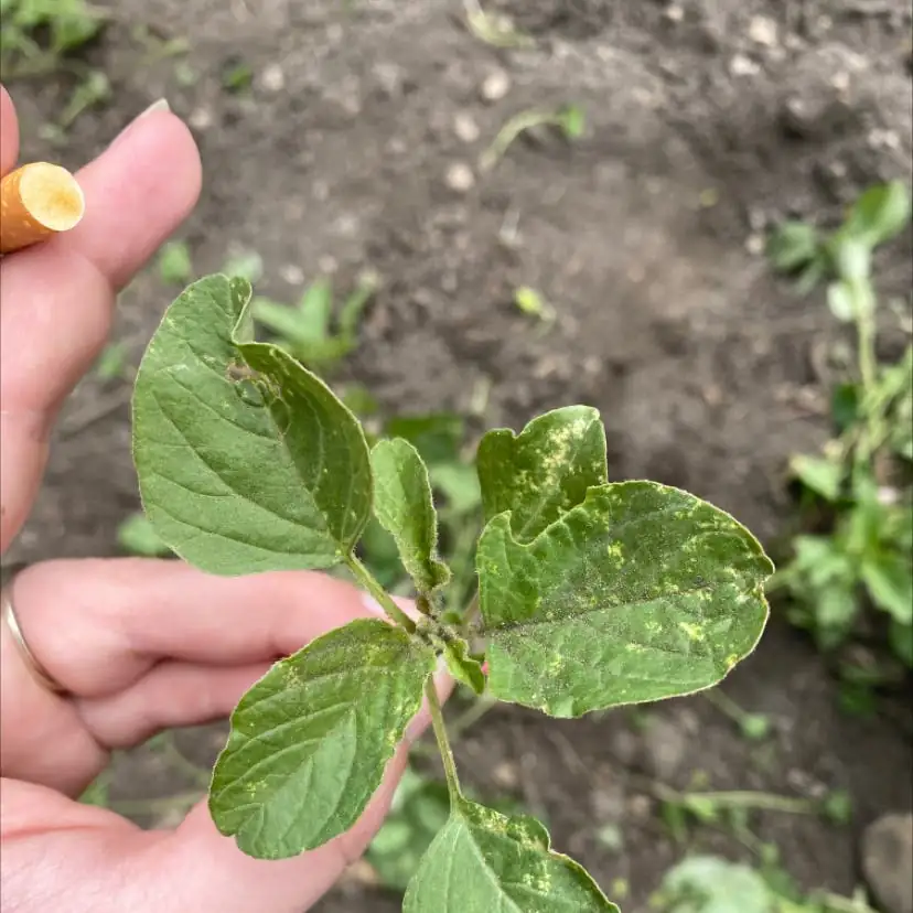 fungal leaf spot on amaranth