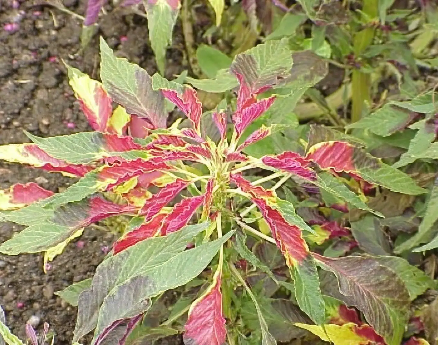 叶胜花：雁来红的历史与传说