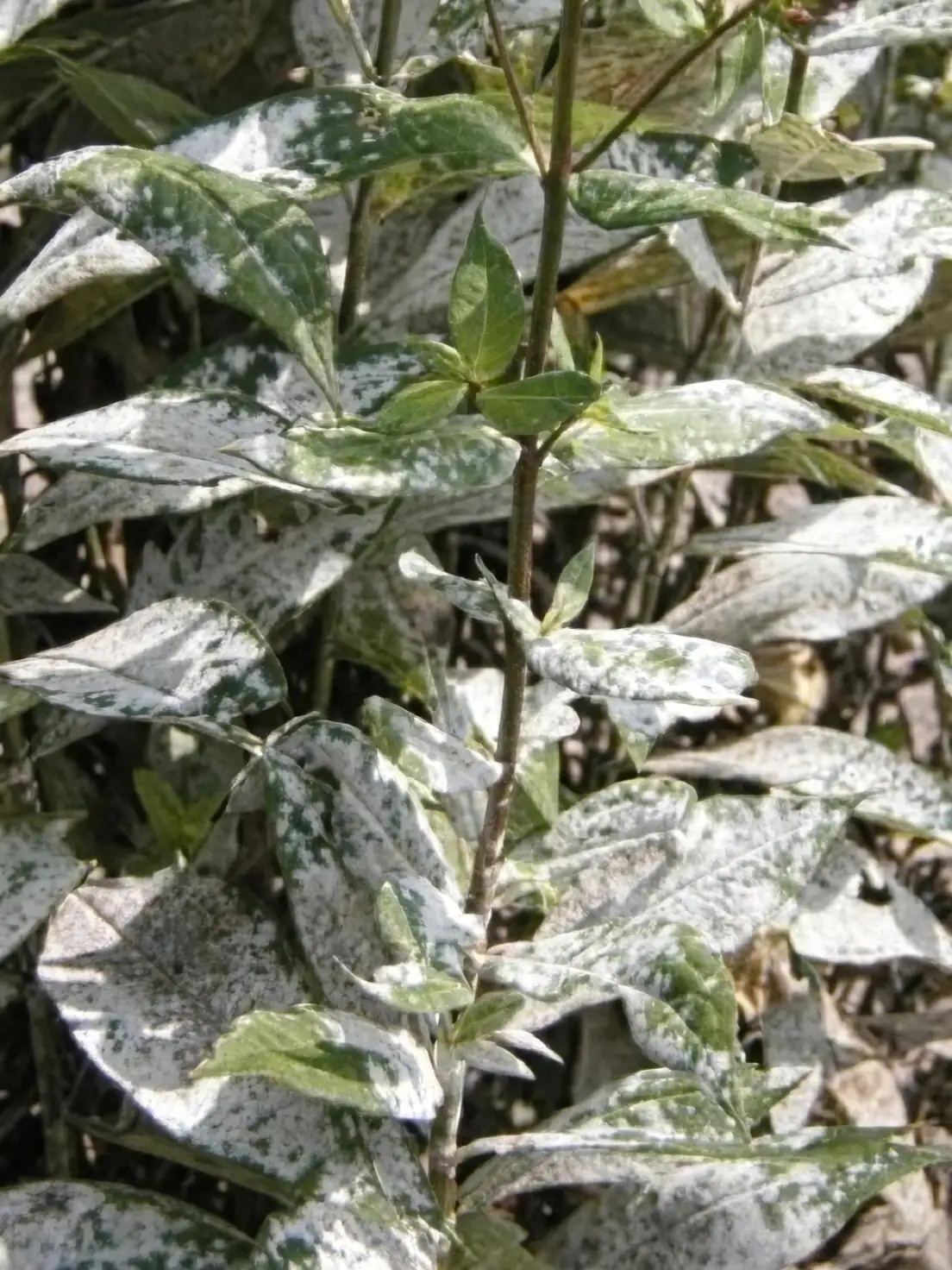 powdery mildew on yarrow
