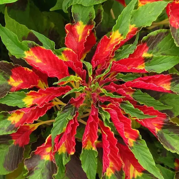 Amaranthus tricolor landscape design