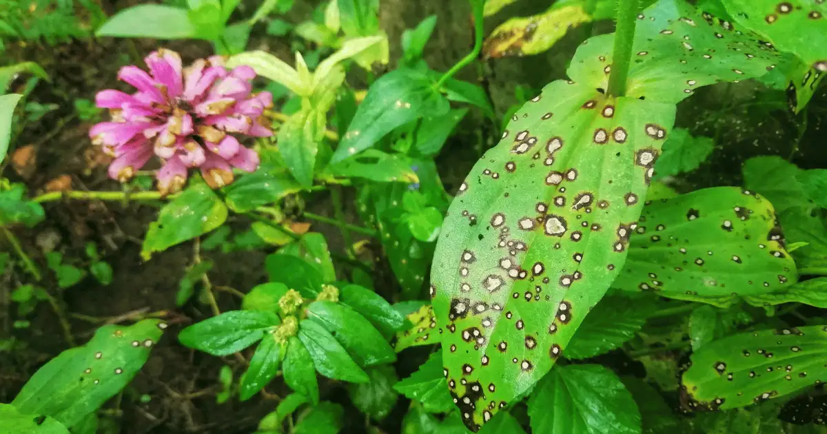 rust disease on yarrow leaves