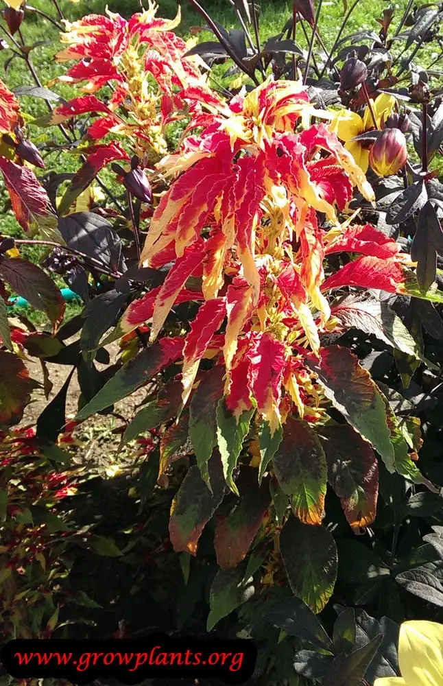 amaranthus tricolor planting care