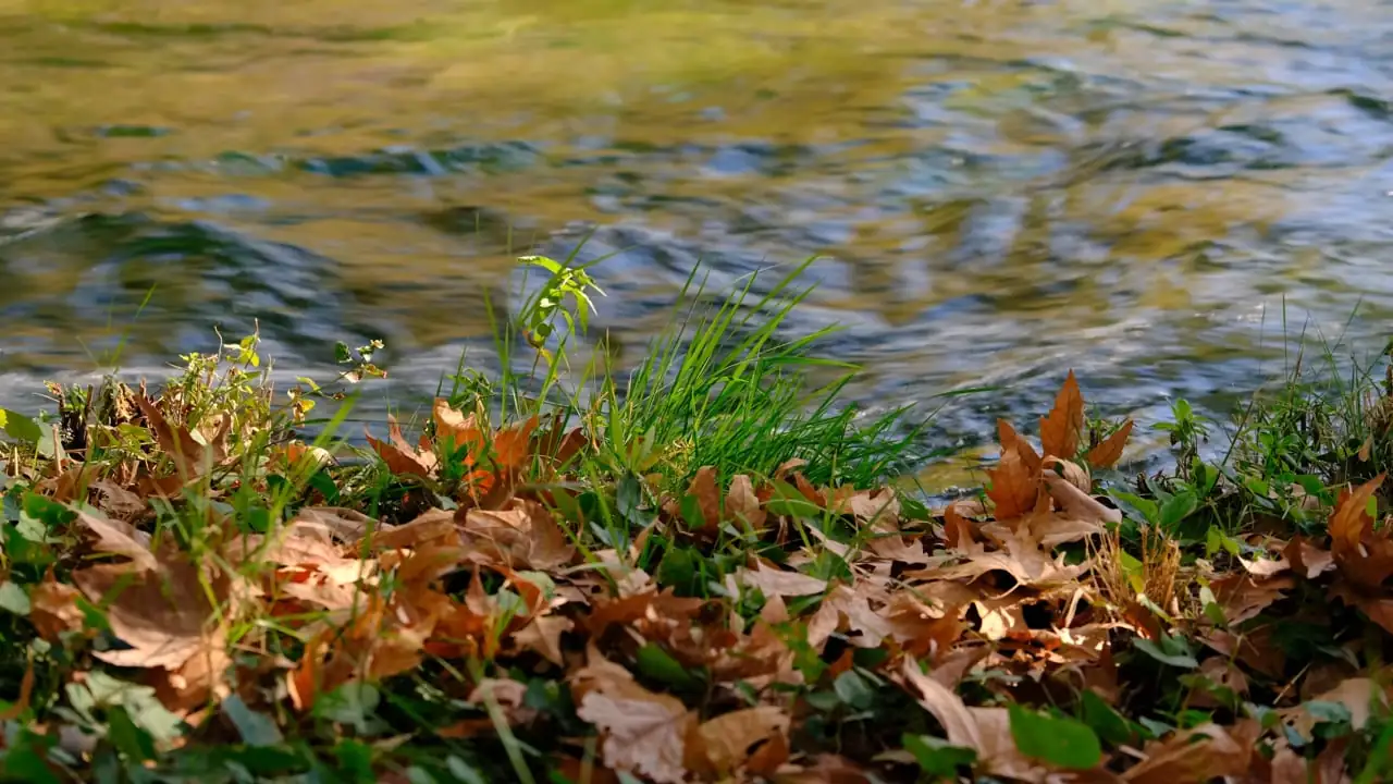 yarrow in well-drained soil
