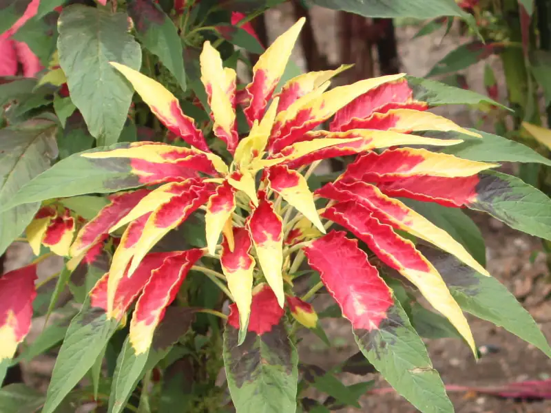 Amaranthus tricolor garden design