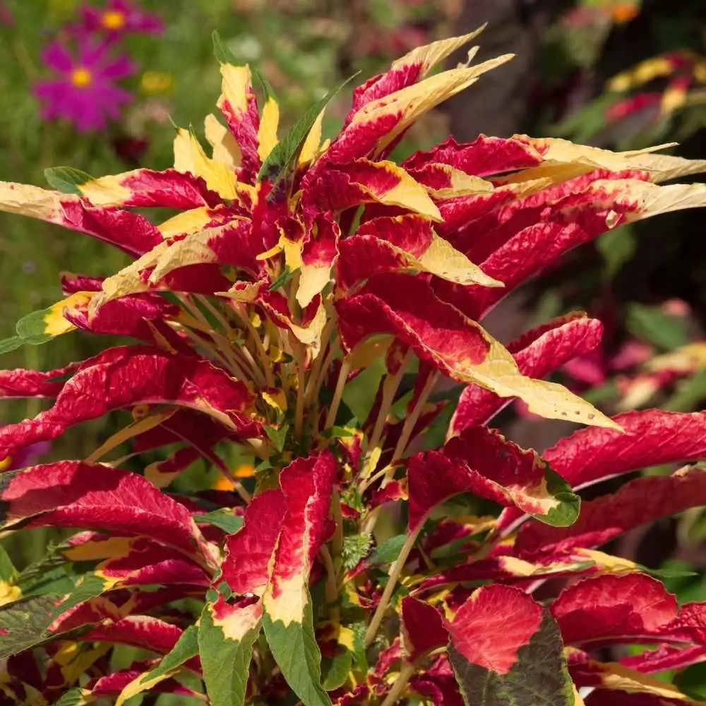 Amaranthus tricolor sunlight care