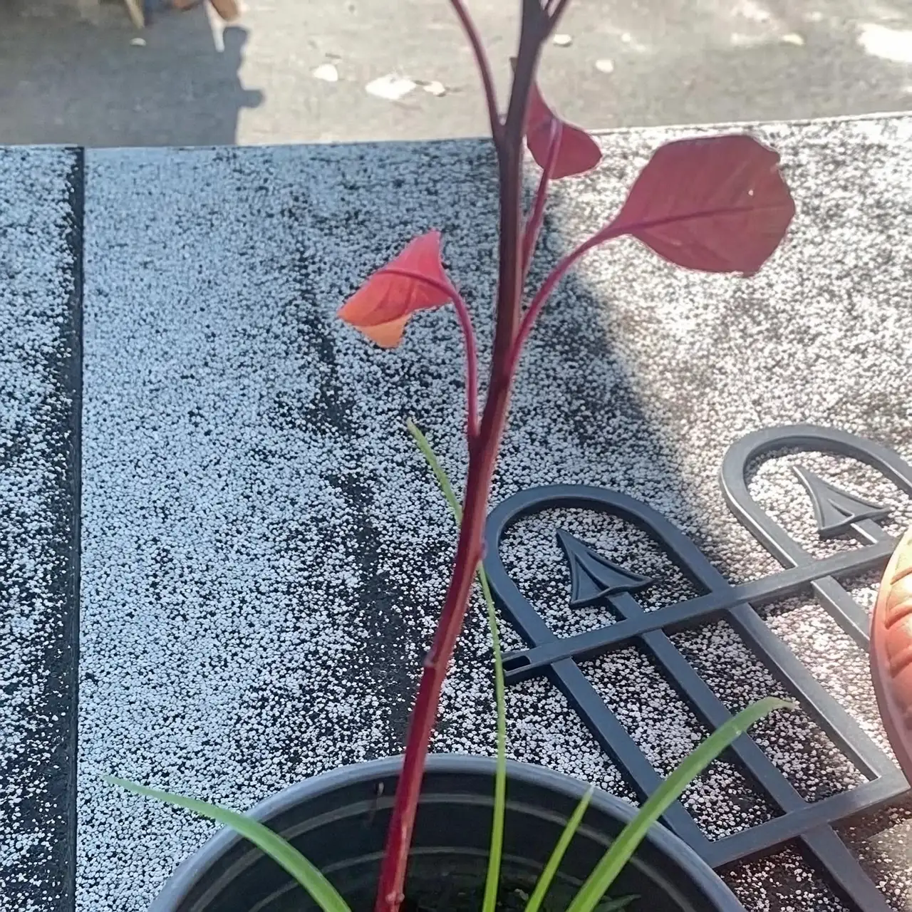 amaranthus plant care watering