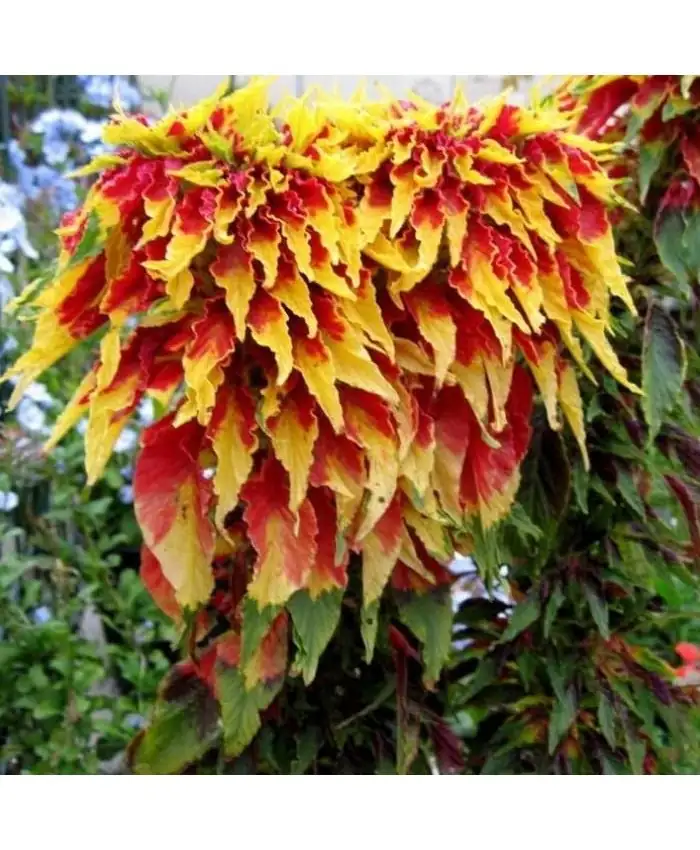 amaranthus tricolor cutting propagation