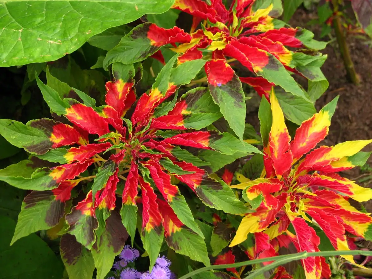 amaranthus tricolor care tips