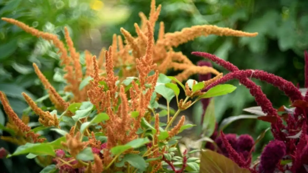 Amaranthus tricolor garden setting