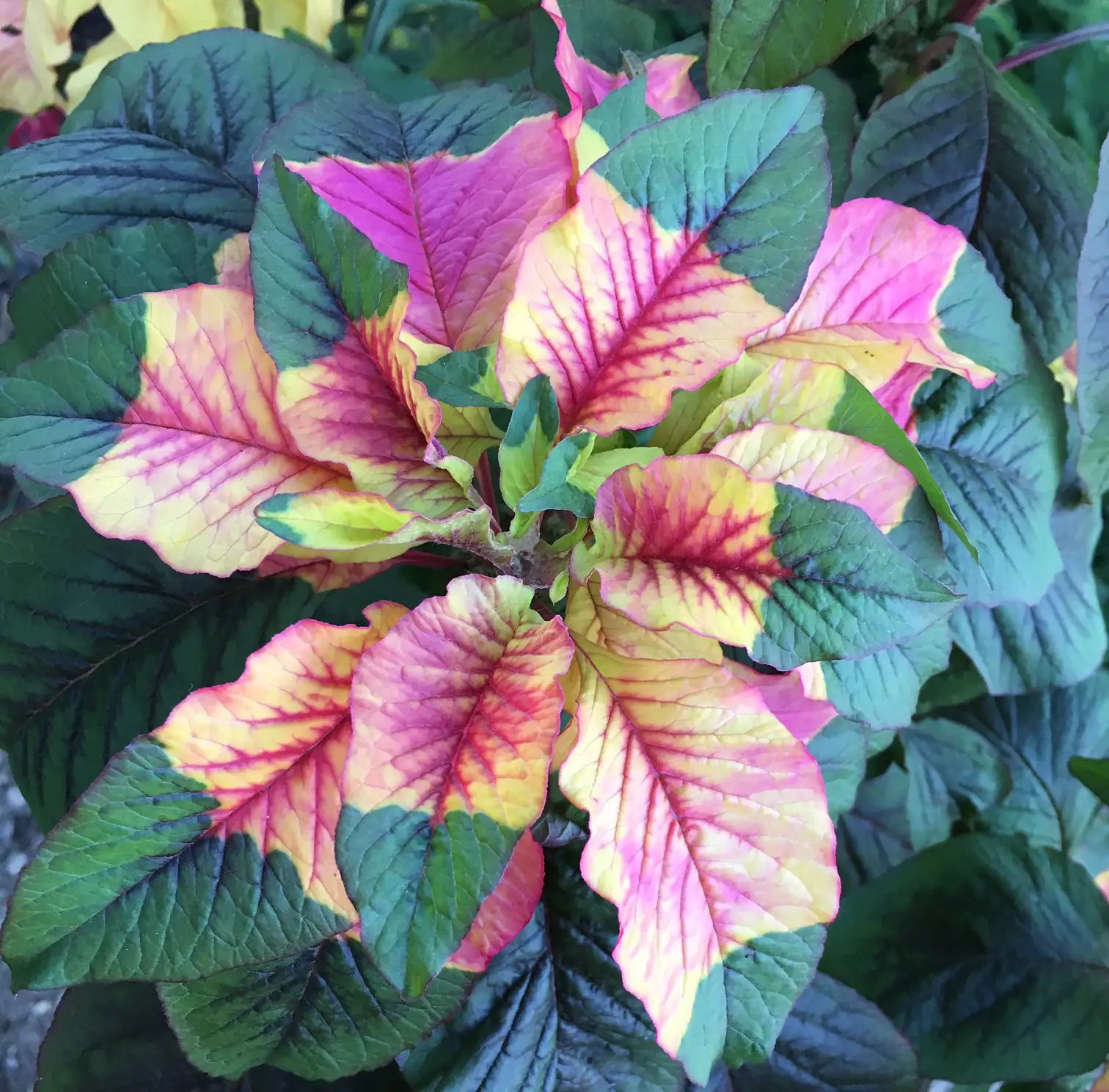 Amaranthus tricolor planting tips