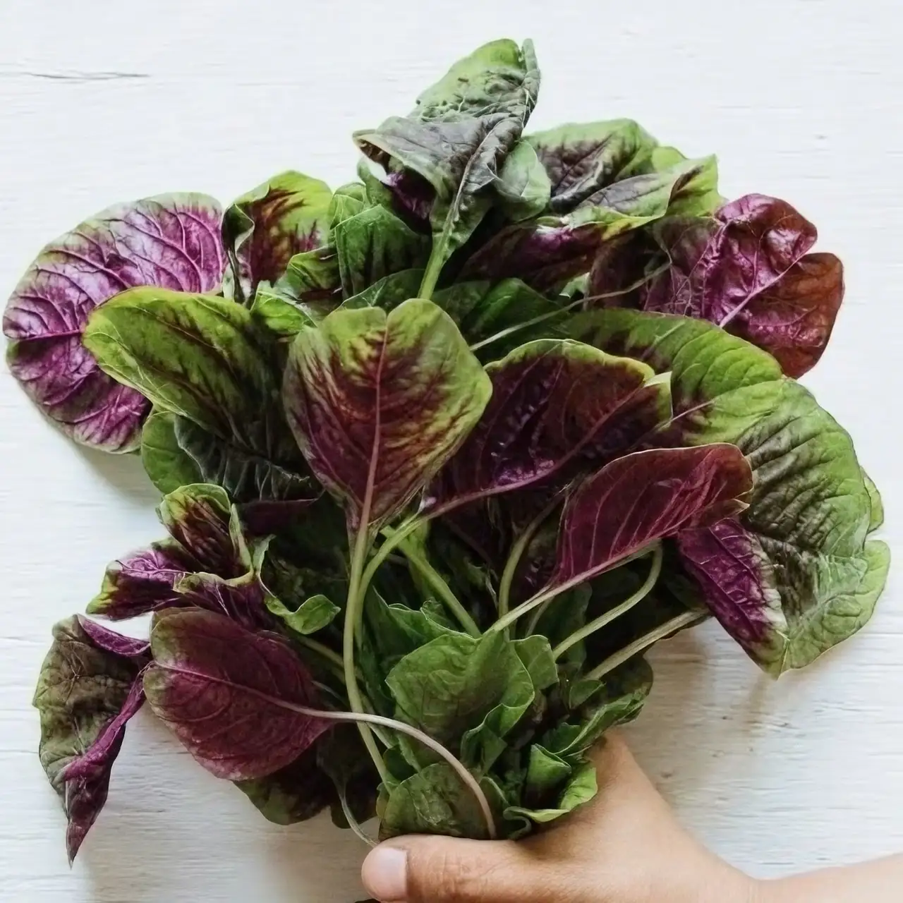Amaranthus tricolor edible leaves