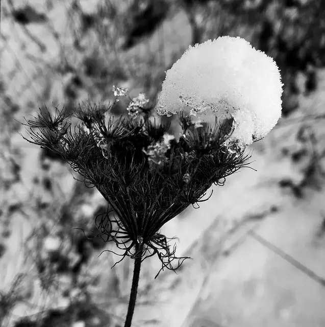 yarrow in medieval european potion