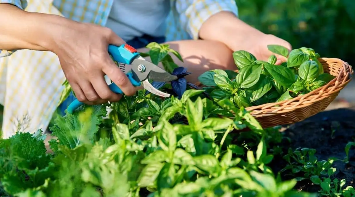 basil pruning hands close-up