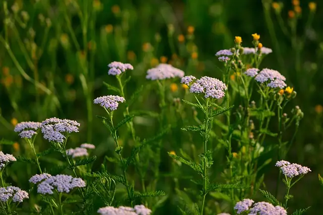 yarrow garden landscape
