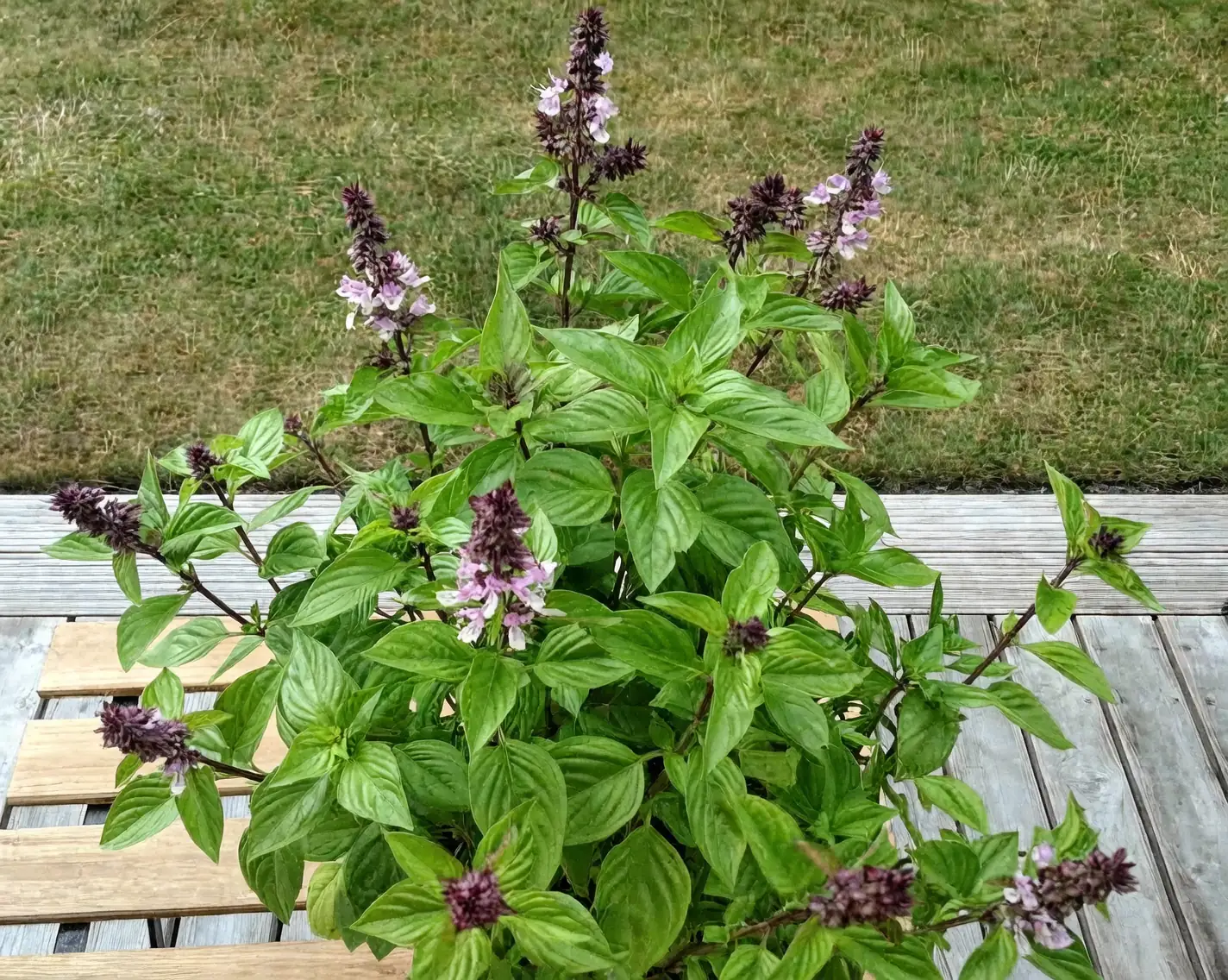 basil plant with flowers