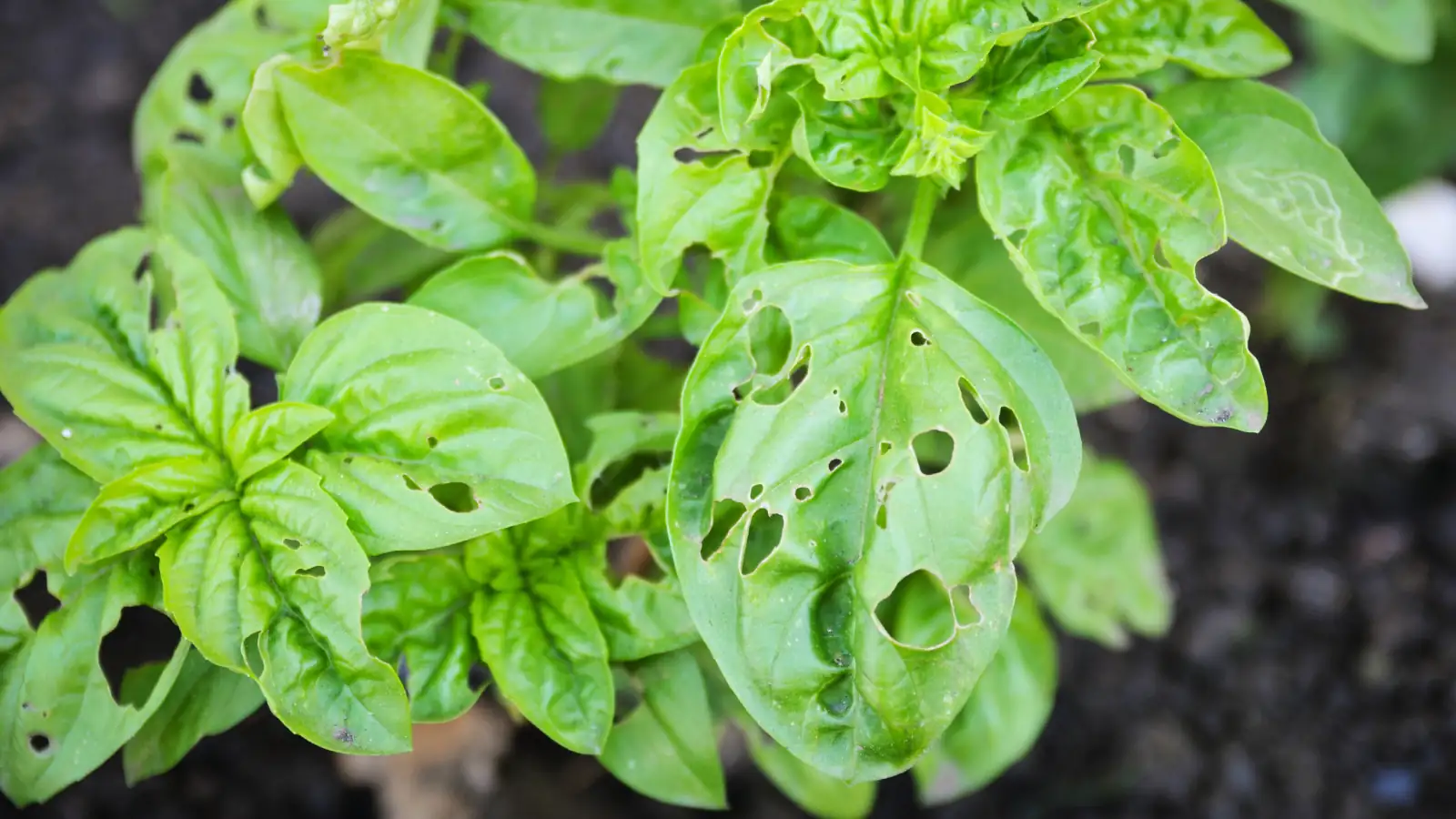 罗勒的敌人：如何打败蚜虫和真菌？