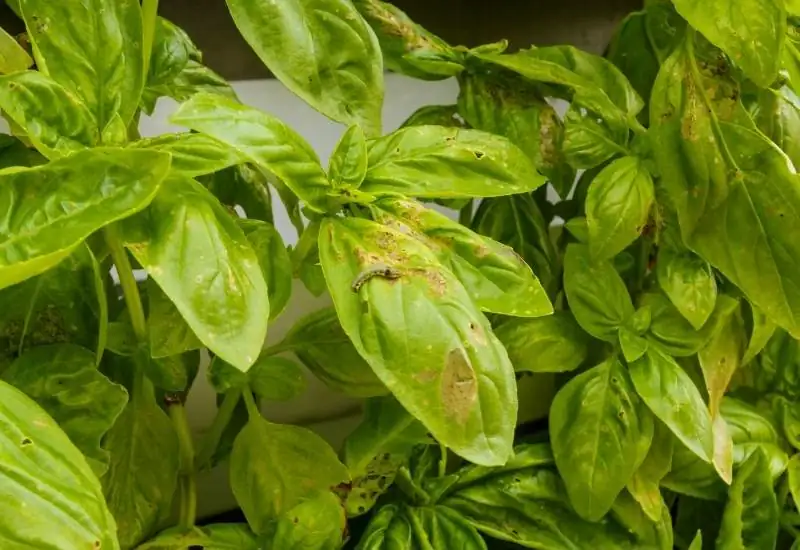 basil plant with fungal infection