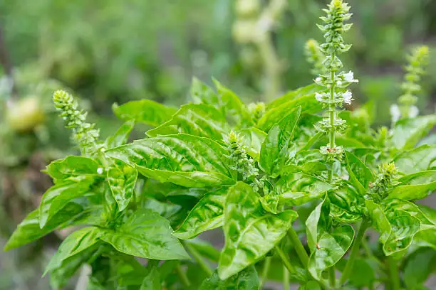 basil in sunny garden
