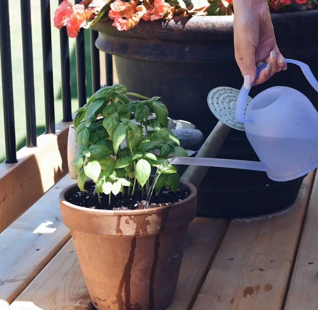 watering basil plant