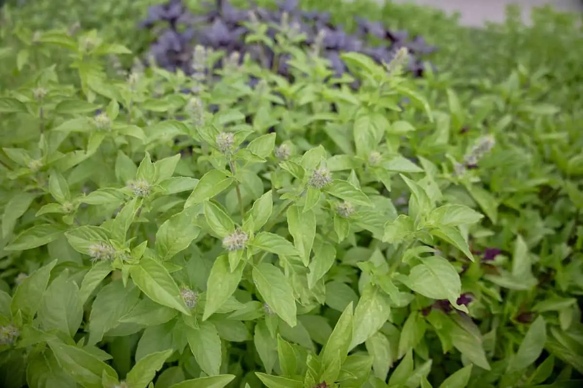 varieties of basil plants