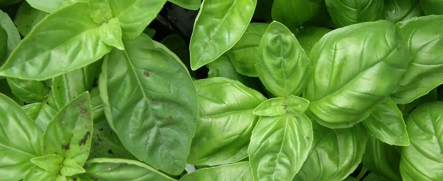 basil plant in Italian garden
