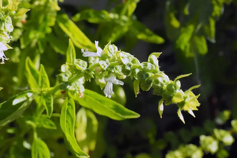 basil flowers close-up