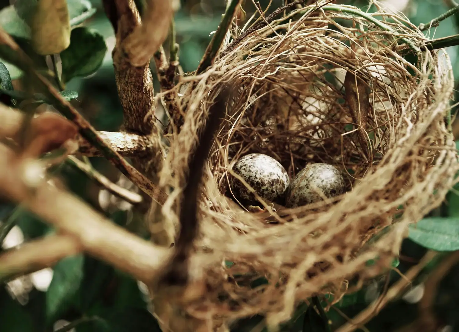 bird nest with yarrow